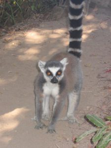 Madagascar_terra_lemuri