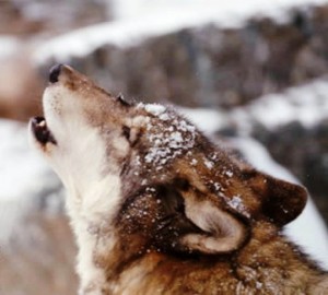 capodanno da lupi