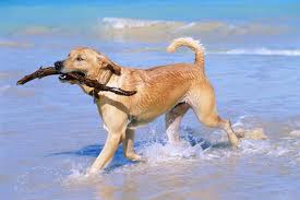 spiaggia cane pet friendly