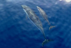 Avvistamento di delfini nel Mar Ligure (Foto: Archivio Agenzia In Liguria)